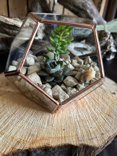 Rose Gold Edge Geometric Cube Terrarium - Rose Gold Edge Geometric Cube Terrarium