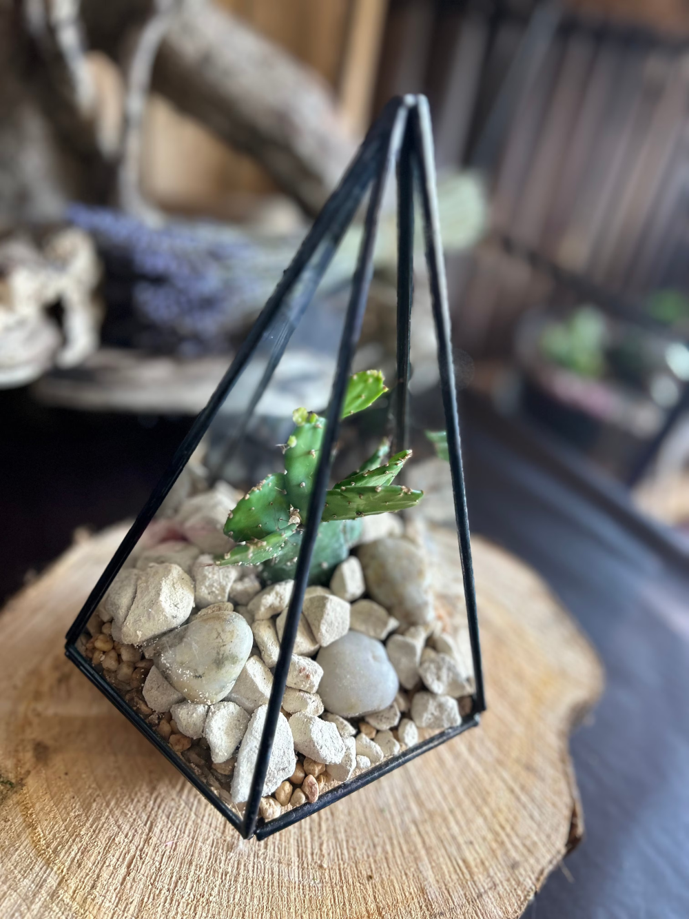 Triangular Pyramid Terrarium