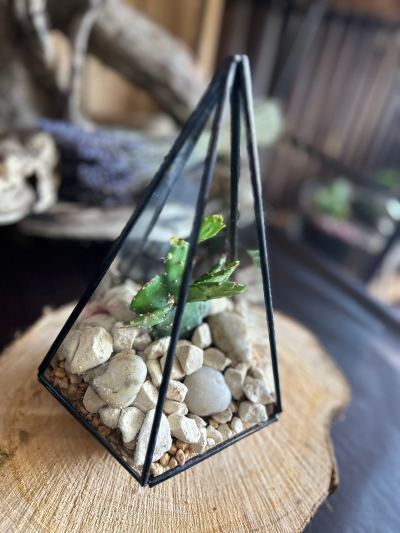 Triangular Pyramid Terrarium - Black & glass triangular pyramid shaped terrarium with natural coloured stones and cacti